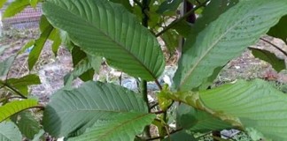 Air Ketum in Malaysia