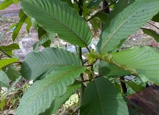 Air Ketum in Malaysia