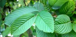 kratom trees
