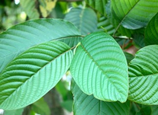 kratom trees