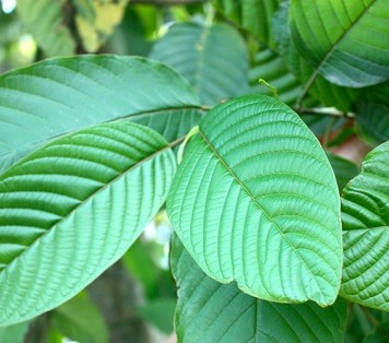 kratom trees