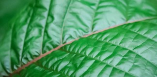 Kratom Tree
