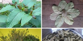 Kratom-Effects