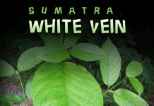 White Vein Sumatra kratom