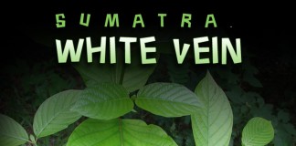 White Vein Sumatra kratom
