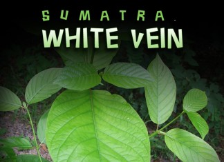 White Vein Sumatra kratom