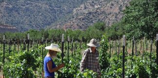 Yellow Vietnam Strain