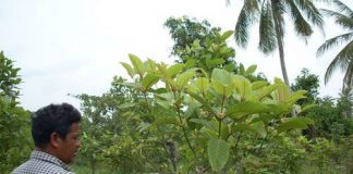 bentuangie-kratom