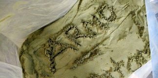 best-kratom-vendors-online