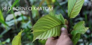 red borneo kratom