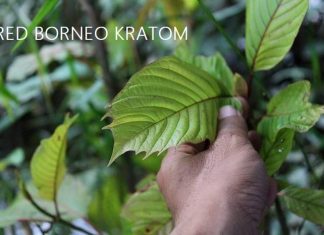 red borneo kratom