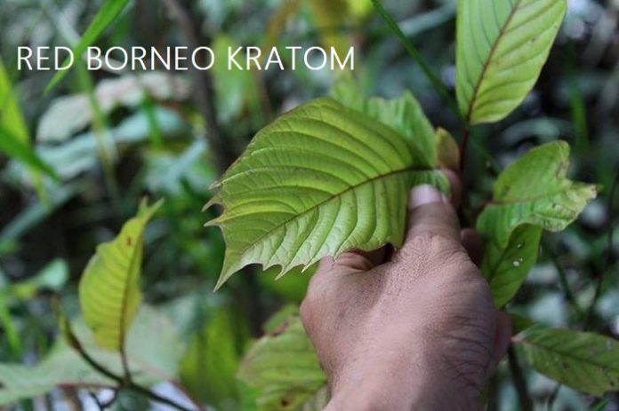 red borneo kratom