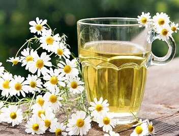 chamomile