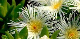 kanna-sceletium-tortuosum-benefits-side-effects-and-how-to-use