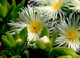 kanna-sceletium-tortuosum-benefits-side-effects-and-how-to-use