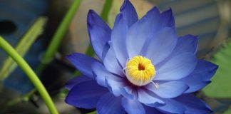 Blue Lotus