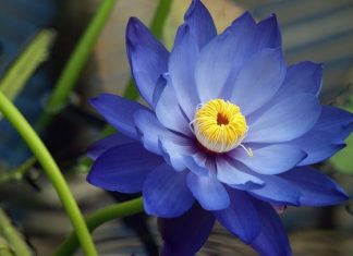 Blue Lotus