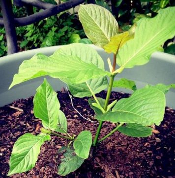 green riau kratom