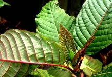 red vein kratom