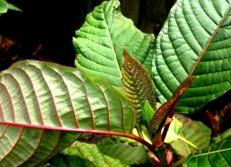 red vein kratom