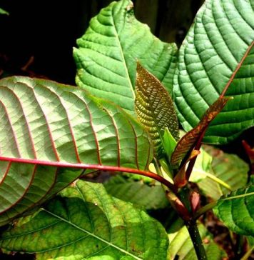 red vein kratom