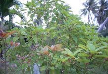 growing kratom tree