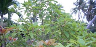 growing kratom tree