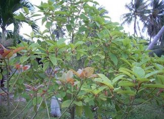 growing kratom tree