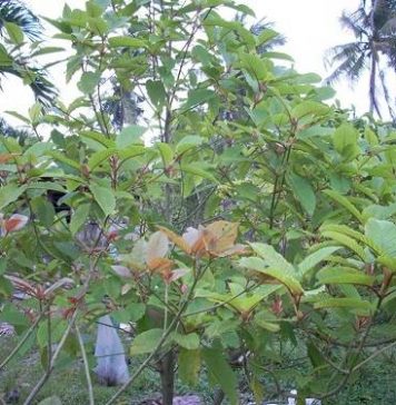 growing kratom tree