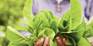 slow moderate fast kratom