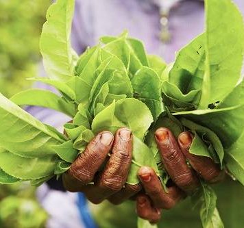 slow moderate fast kratom