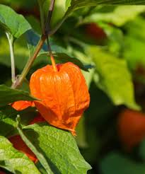 Ashwagandha (Indian ginseng)