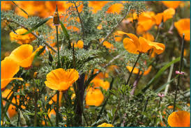 California poppy (Eschscholzia California)