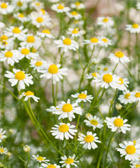 German chamomile (Matricaria Recutita L)