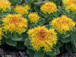 Golden Root (Rhodiola Rosea)