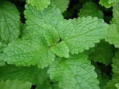 Lemon Balm (Melissa Officinalis)