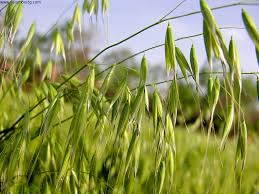 Oatstraw (Avena sativa)