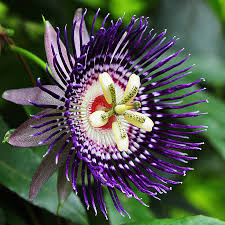 Passionflower