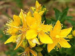 St. John’s Wort (Hypericum perforatum)