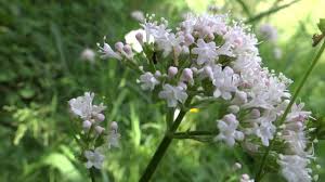 Valerian (Valerian Officinalis)