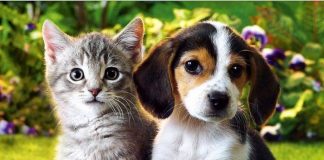 Kratom For Pain Relief In Pets