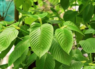 Asian Herb Kratom