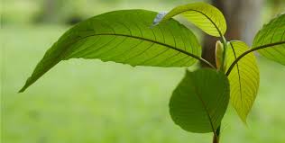 What is Kratom