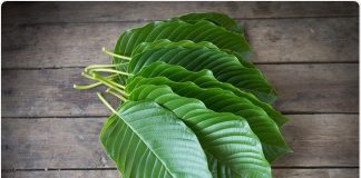 kratom legalization plant