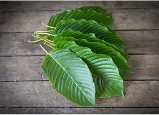 kratom legalization plant