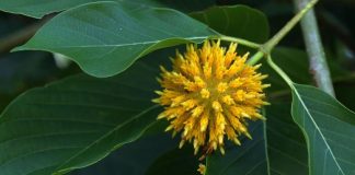 Yellow Maeng da kratom