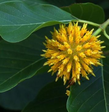 Yellow Maeng da kratom