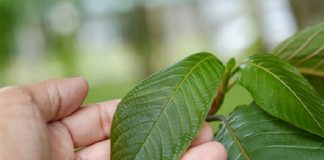 myths about kratom