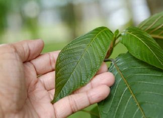 myths about kratom