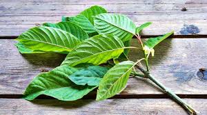 what is kratom